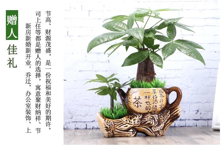 家佳樂(lè)文學(xué)發(fā)財(cái)樹(shù)盆景