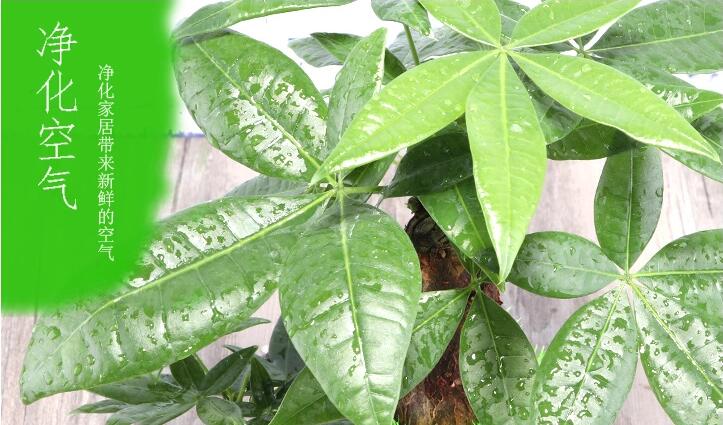 家佳樂(lè)文學(xué)發(fā)財(cái)樹(shù)盆景