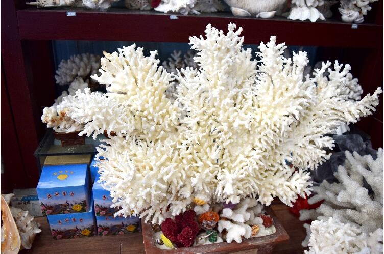 精美的珊瑚藝術(shù)品--千年珊瑚萬年紅(七)