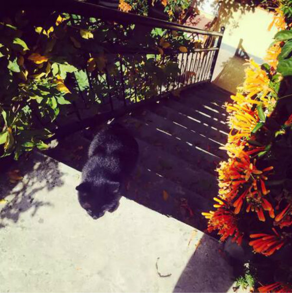 蒼山腳下的民宿，古城內(nèi)貓三家清靜四合小院民