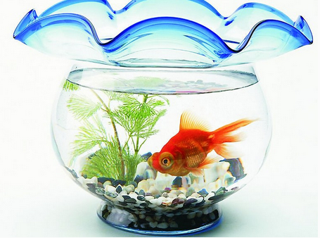 在客廳里怎樣養(yǎng)金魚(yú)？金魚(yú)怎么養(yǎng)風(fēng)水好