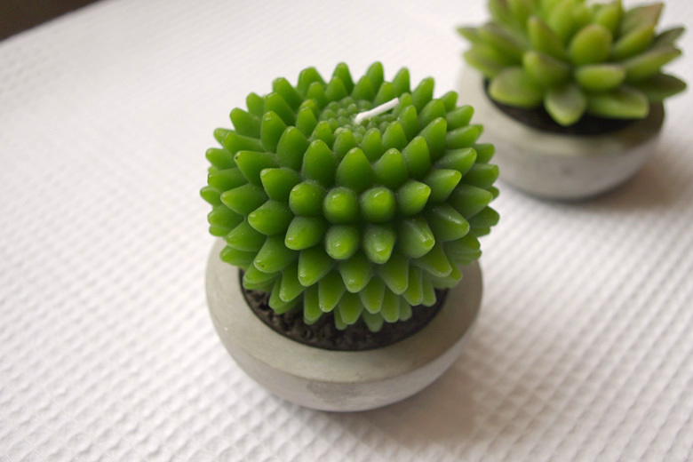 促進夫妻關系的植物，你有沒有放在房間里？