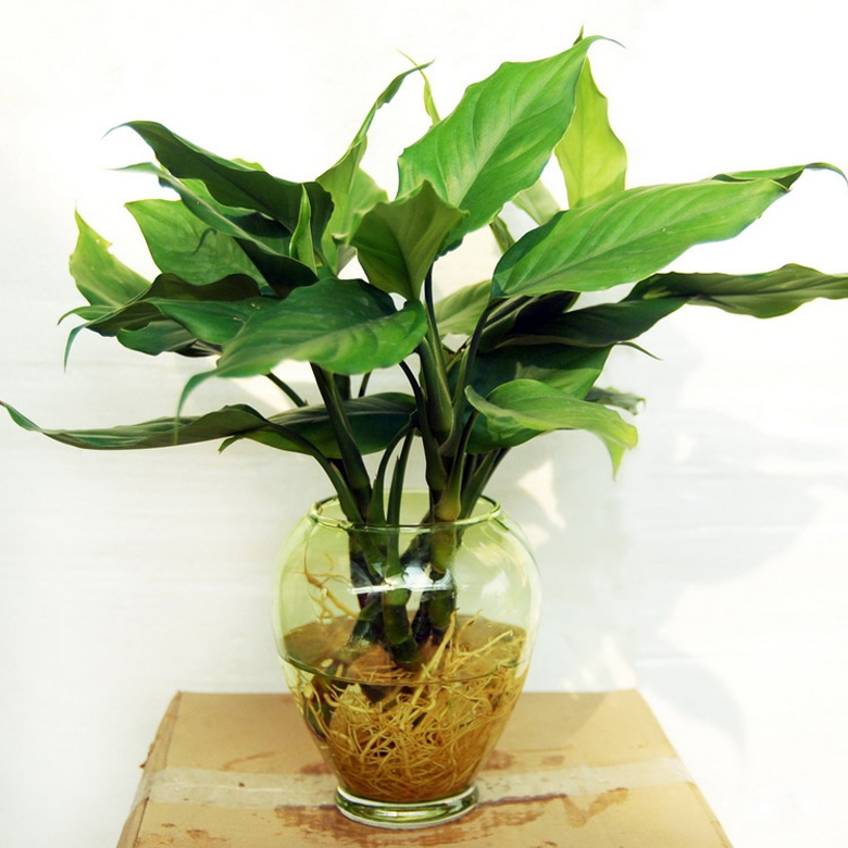 促進夫妻關系的植物，你有沒有放在房間里？