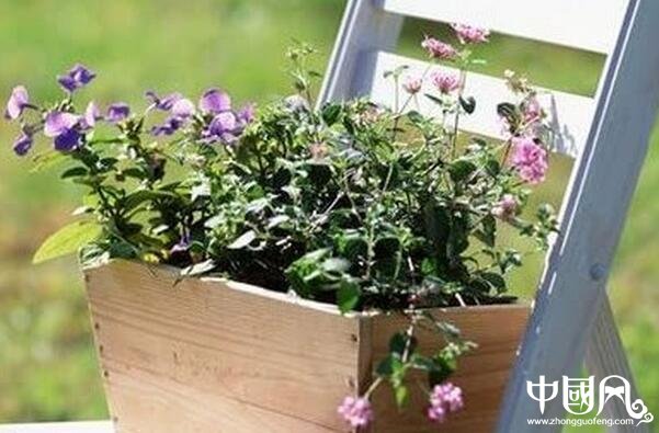 家中種植什么植物風水好