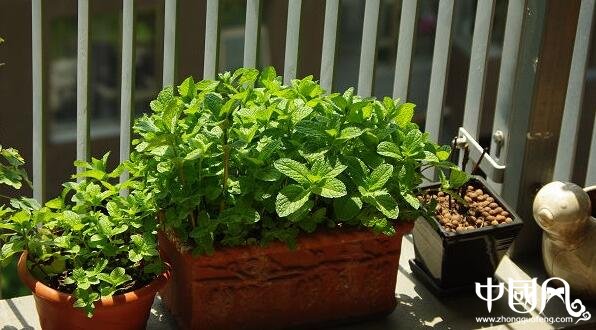 家中種植什么植物風水好