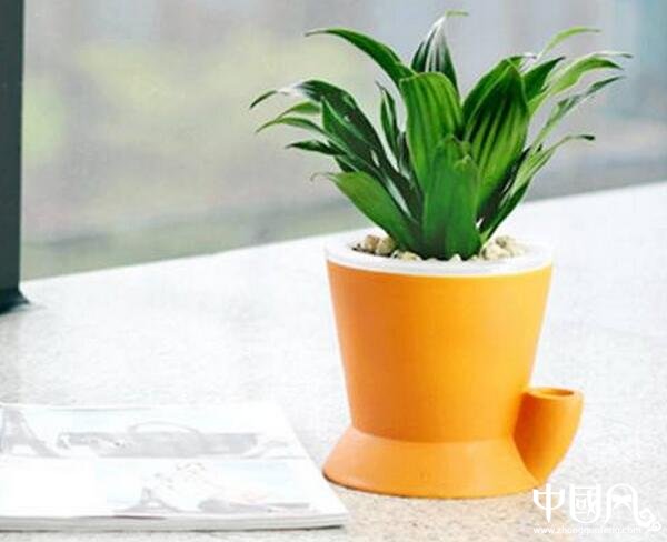 家庭的植物風(fēng)水知識