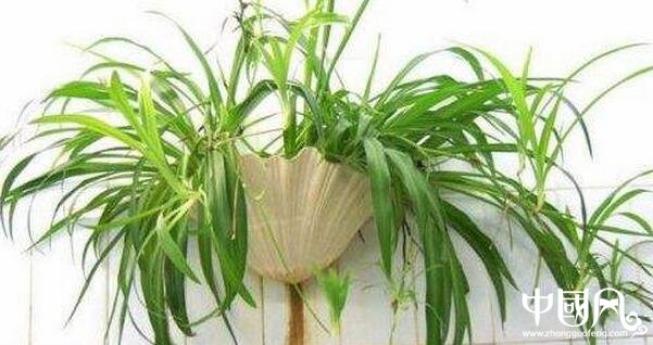 家庭的植物風(fēng)水知識