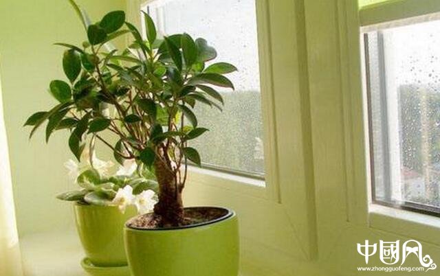 家居植物的擺設宜忌