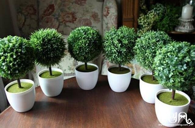 家居植物的擺設宜忌