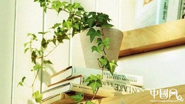家居植物的擺設宜忌