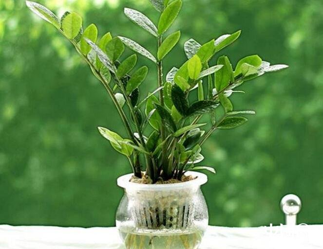 風(fēng)水外陽(yáng)臺(tái)種什么好