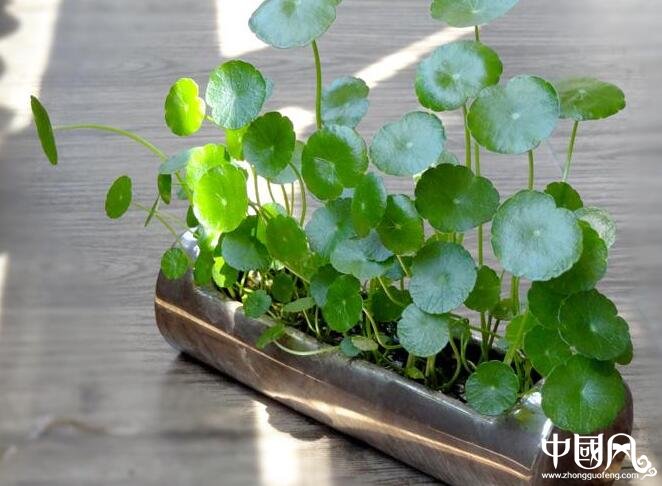 風(fēng)水外陽(yáng)臺(tái)種什么好