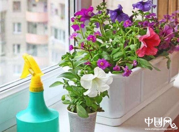 陽臺植物風水學(xué)知識