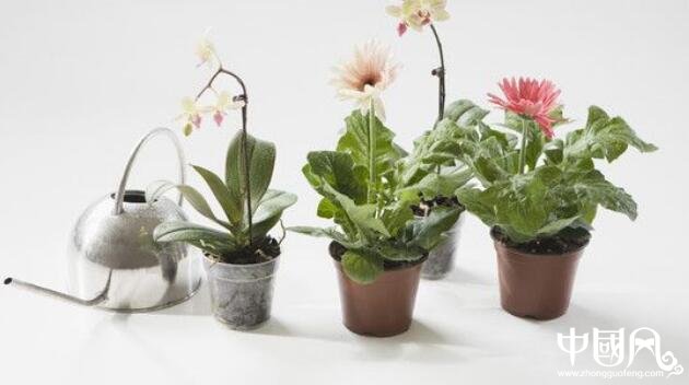 陽臺植物風水學(xué)知識