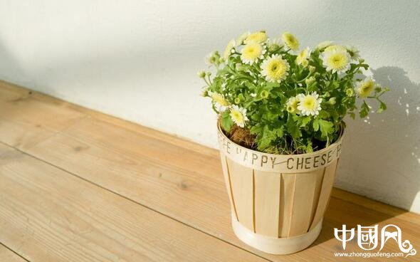 陽臺的植物風(fēng)水講究