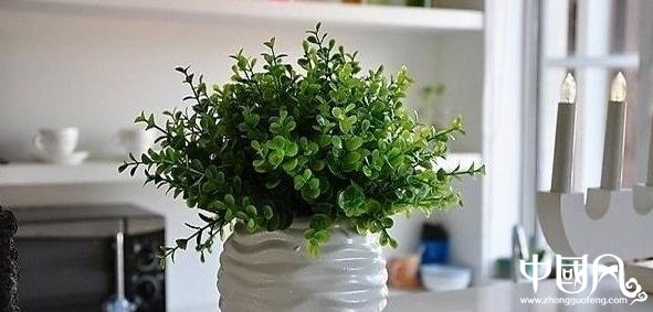 幸福樹對家居風水的影響