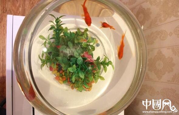 家中擺設(shè)魚缸的風(fēng)水講究