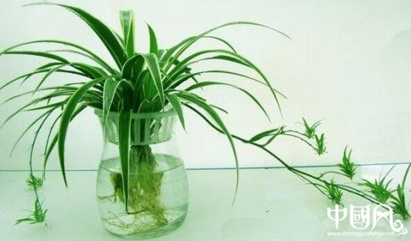 家居假花的風水講究