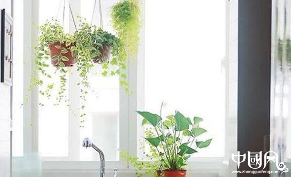 家居放什么植物風水好