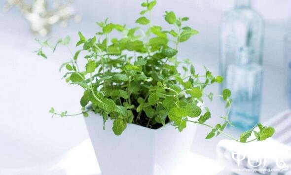 家居植物中的擺設(shè)風(fēng)水圖解