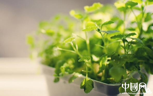 室內(nèi)的盆栽風水知識