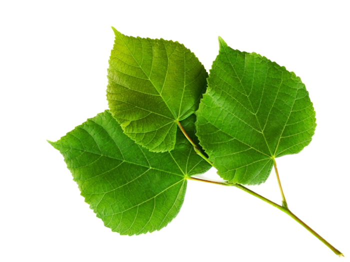 震驚?。?！植物也能招桃花運！?。? / data-lGjS=