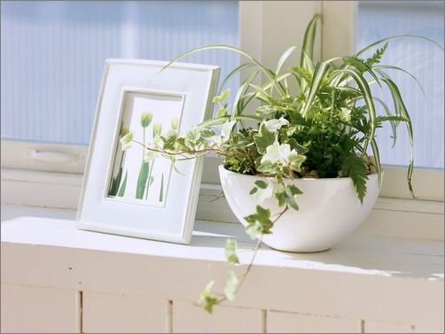 房間放什么植物好？風(fēng)水學(xué)告訴你