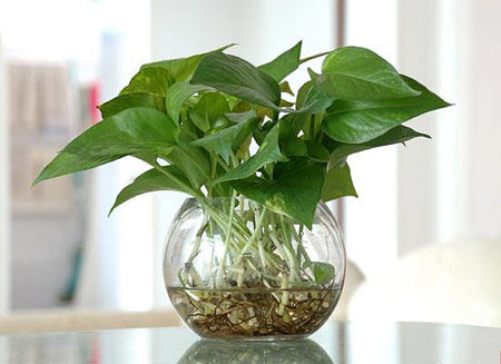 學(xué)習(xí)風(fēng)水學(xué)，房間風(fēng)水植物擺設(shè)宜忌全掌握！