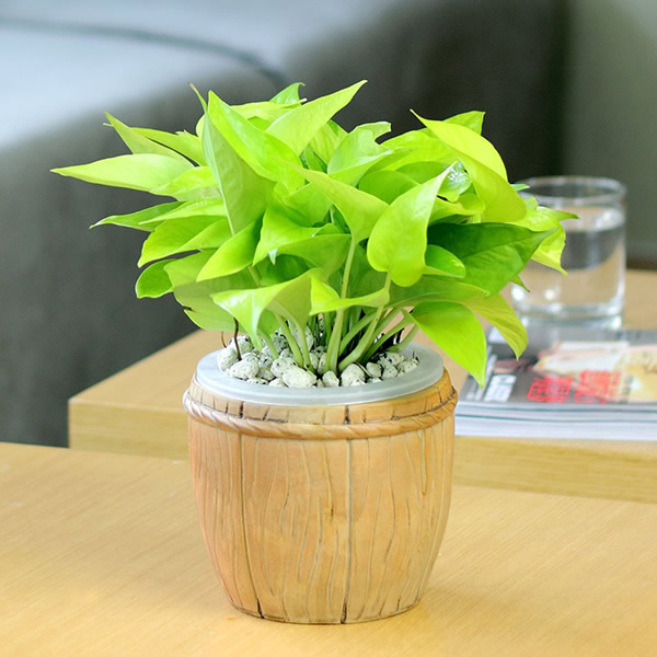 讀懂風(fēng)水學(xué)，get兒童房的風(fēng)水植物講究！