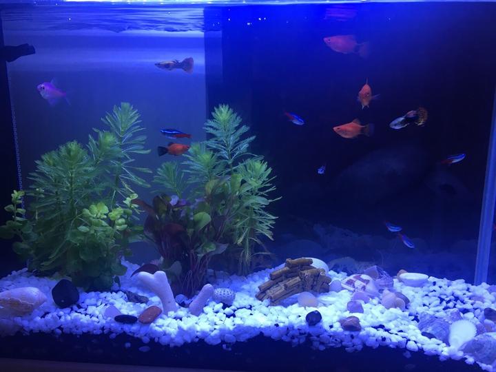 震驚！??！家居魚(yú)缸也有風(fēng)水禁忌?。。? / data-ESBu=