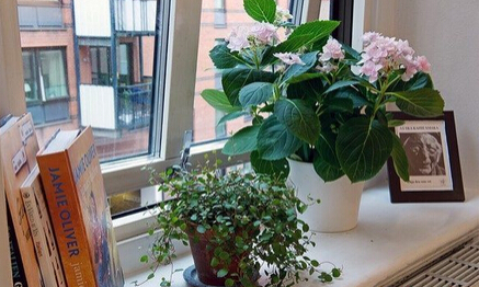 學(xué)習(xí)風(fēng)水學(xué)，書房植物擺放風(fēng)水禁忌全知道