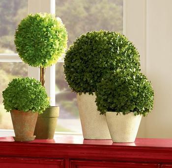 這些室內擺放植物的風水禁忌，你知道嗎？