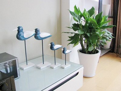 學(xué)習(xí)風(fēng)水學(xué)，客廳擺設(shè)植物風(fēng)水禁忌全get！