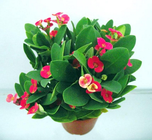 學(xué)習(xí)風(fēng)水學(xué)，讓你知道哪些風(fēng)水禁忌不能犯！