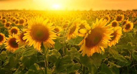 不負(fù)時光，不負(fù)己，趁著春光去踏青！