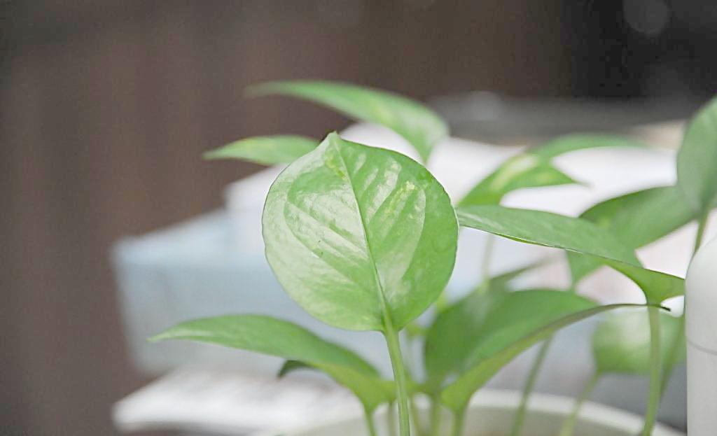 辦公室植物也有風(fēng)水禁忌？？？