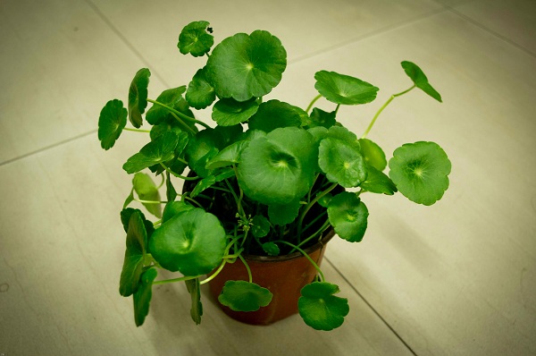 風(fēng)水大揭秘！臥室植物風(fēng)水禁忌送給你