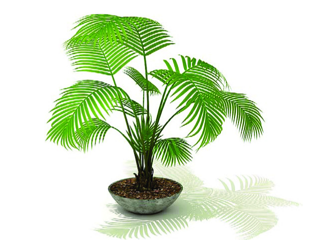 一定要學(xué)會(huì)的室內(nèi)植物擺設(shè)風(fēng)水禁忌?。?！