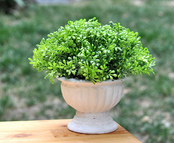 家庭植物也有風(fēng)水禁忌，真是奇葩！?。? / data-VE1V=