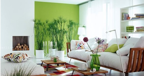 這些客廳風(fēng)水植物禁忌，你知道嗎？