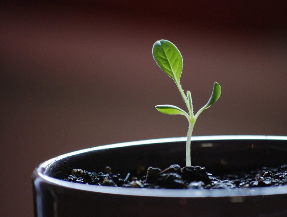 一定要知道的家居植物風(fēng)水禁忌?。?！