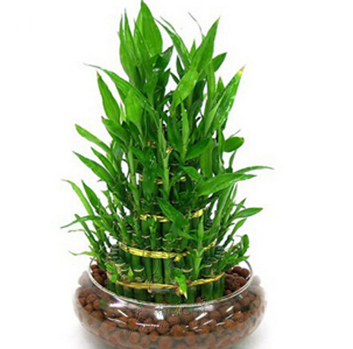 富貴竹的擺設(shè)風(fēng)水禁忌，你get到了嗎？