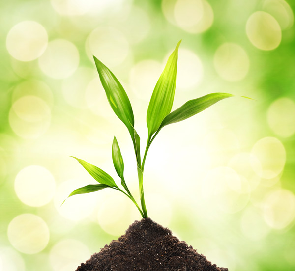 這些植物擺設(shè)風(fēng)水禁忌，一定要學(xué)會(huì)！