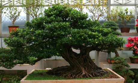 徽派盆景，民族優(yōu)秀的工藝美術(shù)品