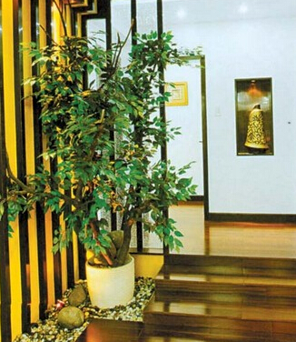 這些家居植物擺設風水禁忌，你知道嗎？