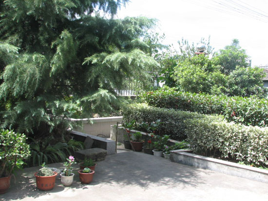 這些庭院種樹(shù)的風(fēng)水禁忌，你知道嗎？