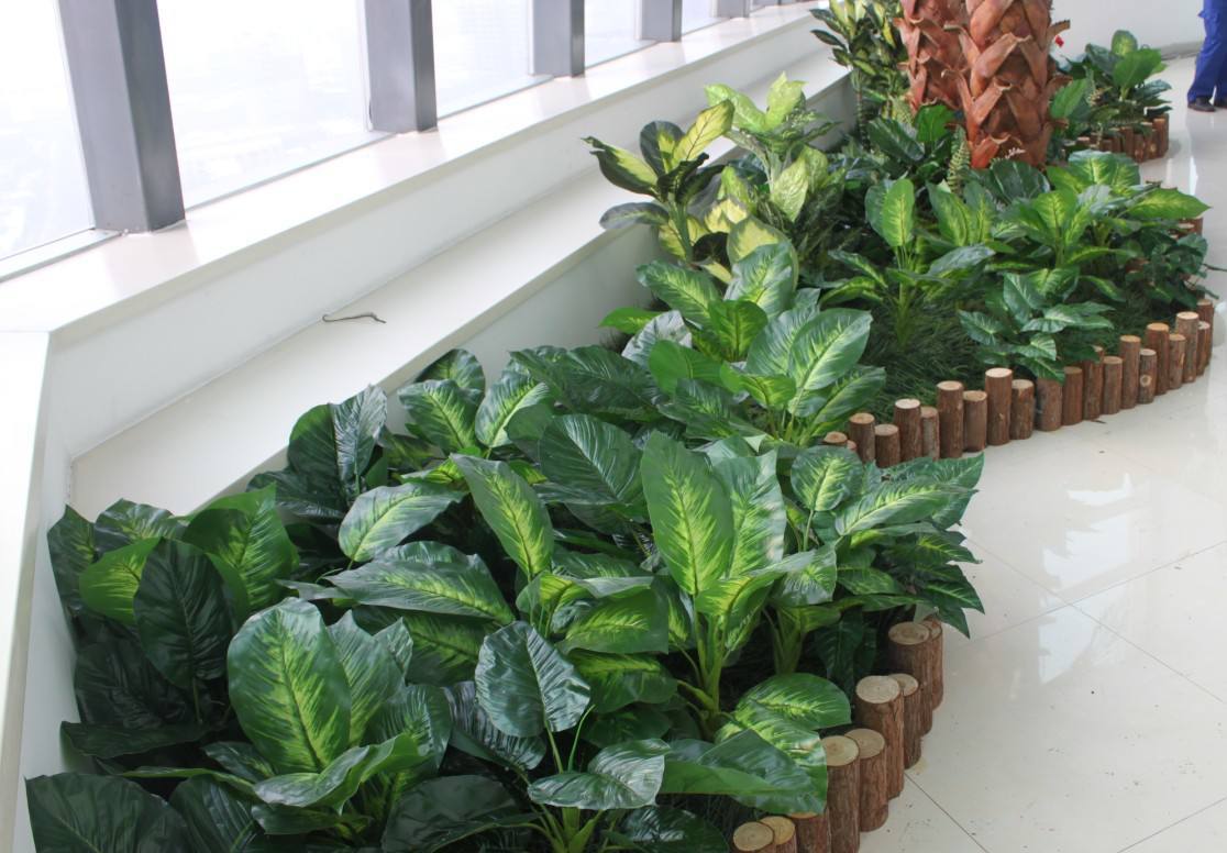 這些都是室內(nèi)植物風(fēng)水禁忌，你知道嗎？