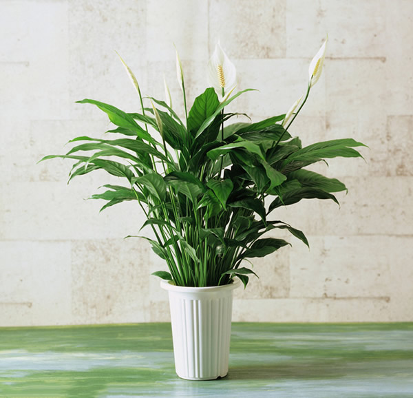 家居植物擺設(shè)風(fēng)水也有講究，快來看一看！