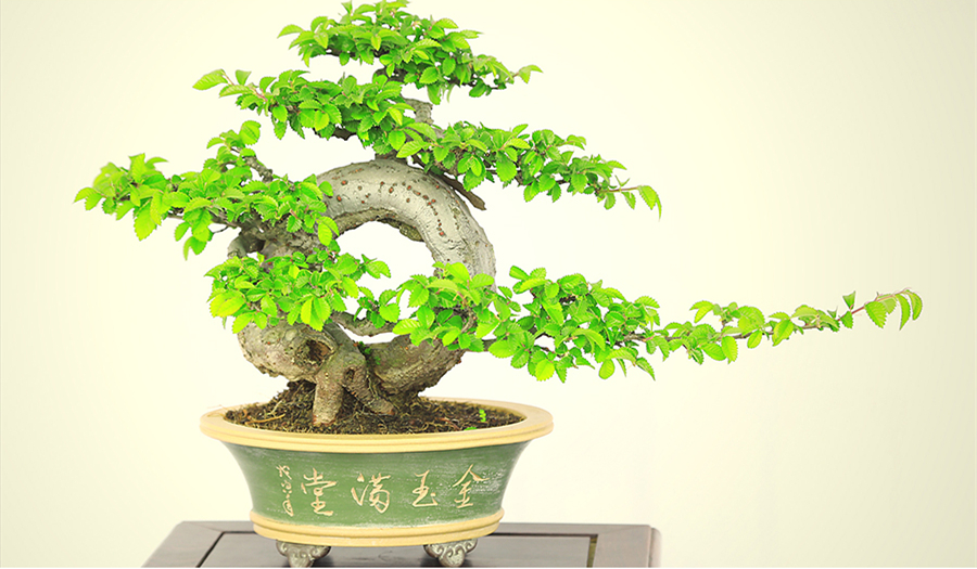 盆景作品云中旭日，榆樹小品盆景