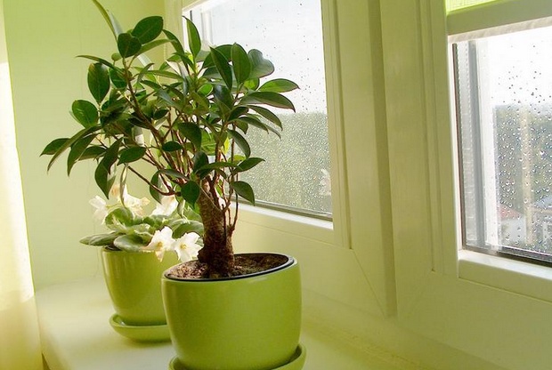 想要學(xué)風(fēng)水學(xué)嗎？家居植物風(fēng)水禁忌送給你！